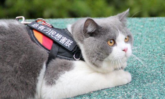 英短蓝猫最近发现毛的颜色发黄,蓝猫和什么颜色英短配出来三花