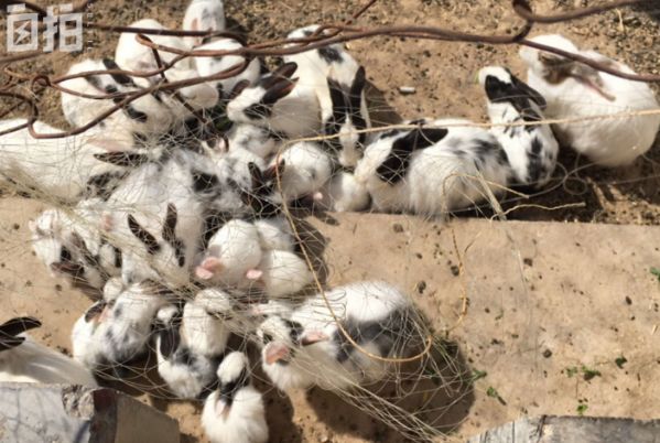 华为在伊拉克,华为伊拉克