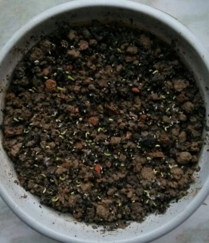 火龙果水培盆栽的养殖方法,火龙果的盆栽技术注意事项