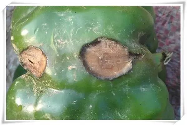 辣椒病害图谱大全大图,辣椒病害大全图片及防治方法