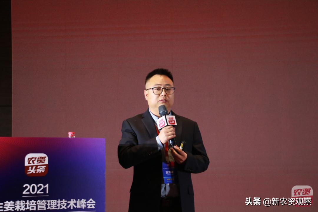 生姜栽培管理新技术,中国生姜栽培管理技术峰会