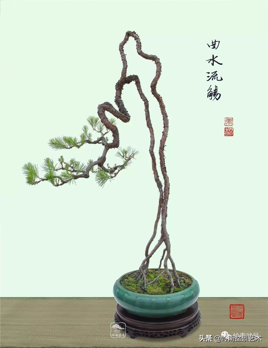 山松马尾松盆景,盆景大师郑永泰有书吗