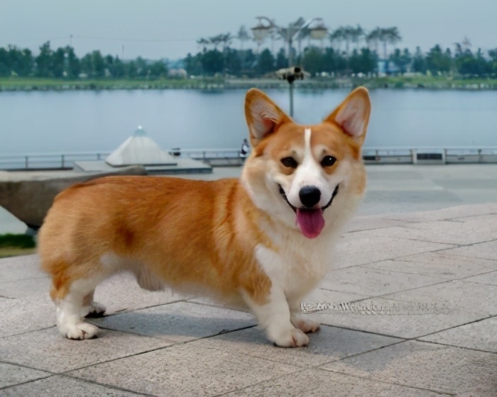 婢冲ぇ鍒╀簹鍚嶇姮,鍚嶇姮鎵撴枟瑙嗛