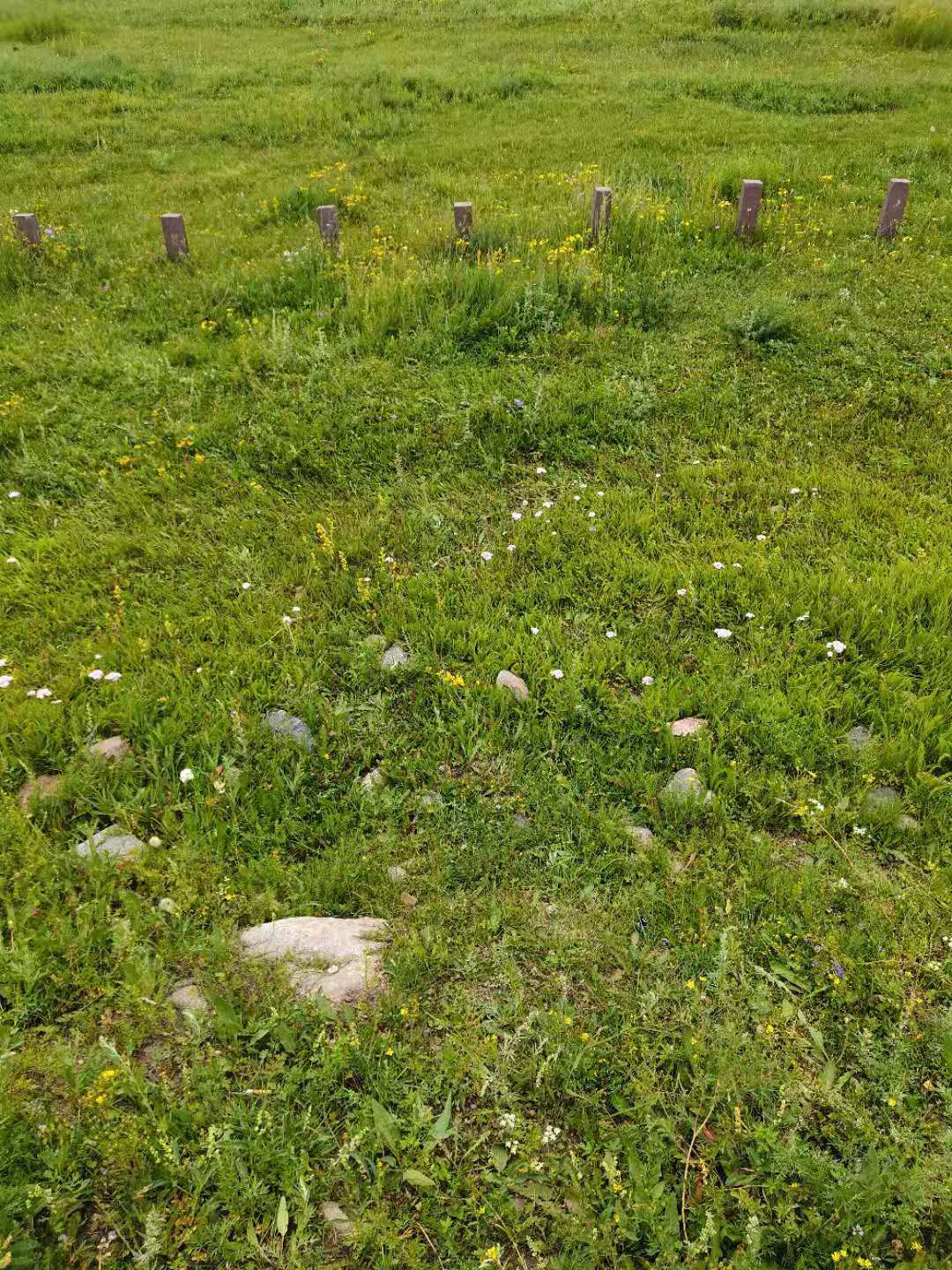 内蒙黄花沟草原游记,黄花沟草原介绍