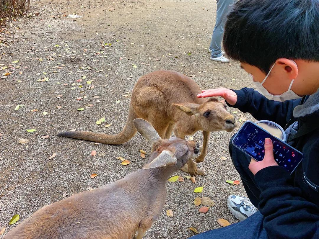 上海野生动物园儿童票标准,上海野生动物园门票价格表