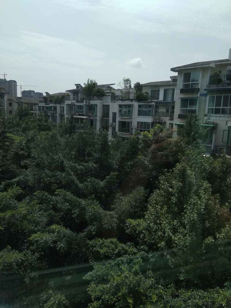 成都网友投诉怡丰新城小区榕树成灾危及行人，高新管委会回应