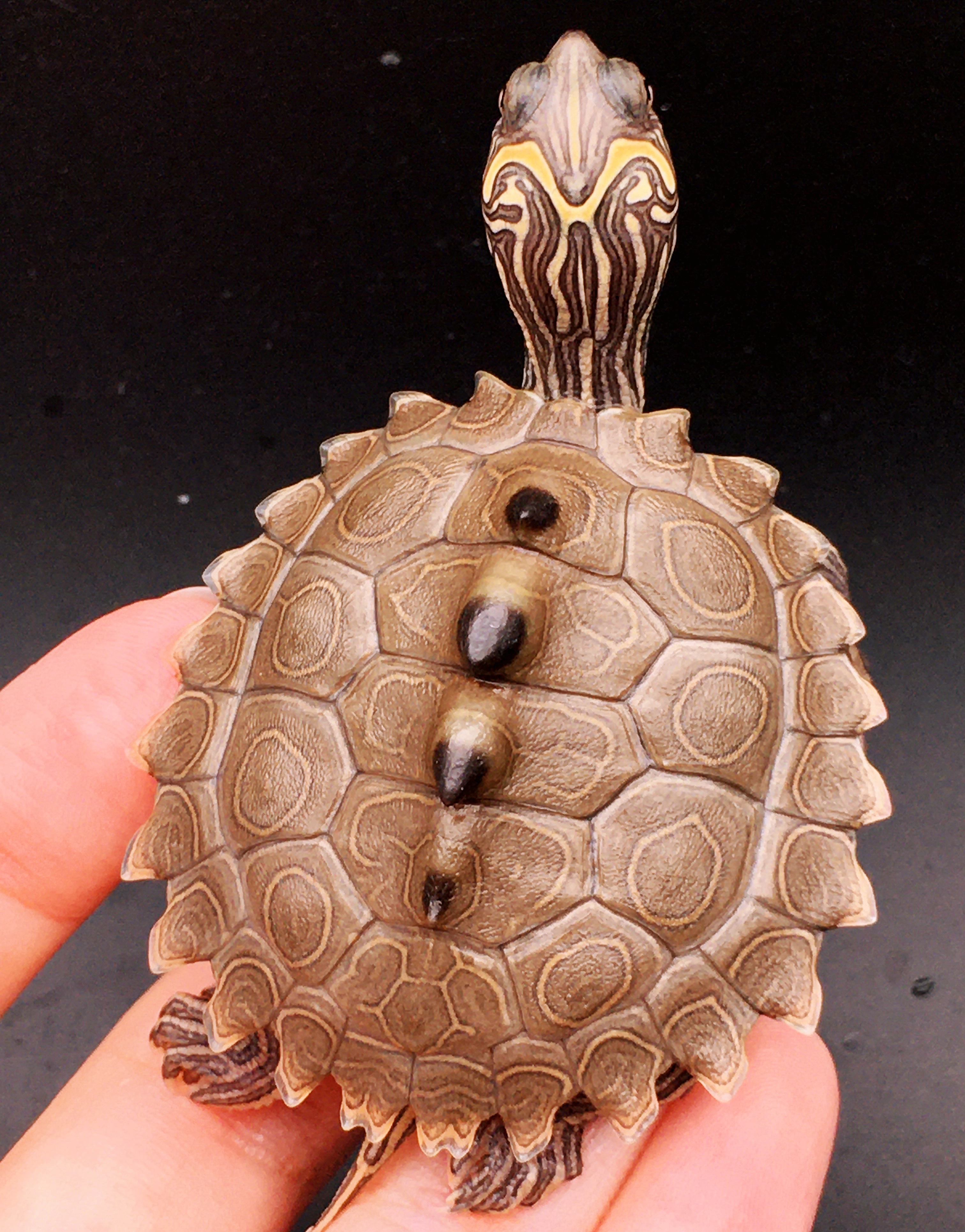 宠物乌龟治疗,乌龟尾巴有点小断尾怎么处理