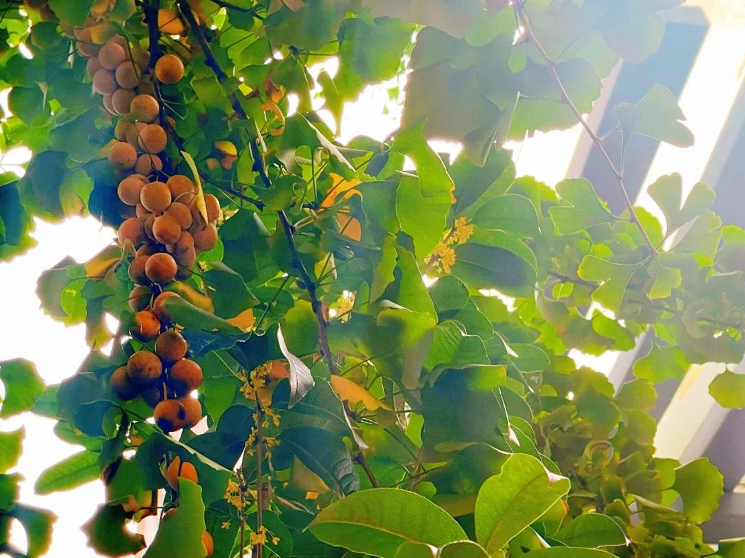 最美的风景美丽的校园,最美的风景就是校园