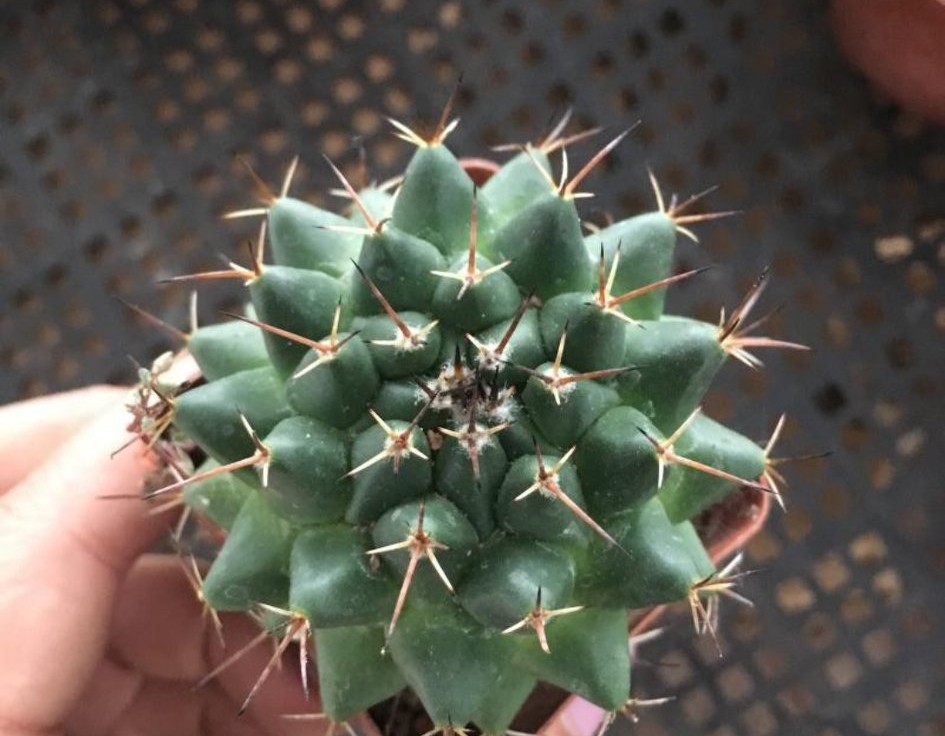 148个仙人球品种大全,100个仙人球品种