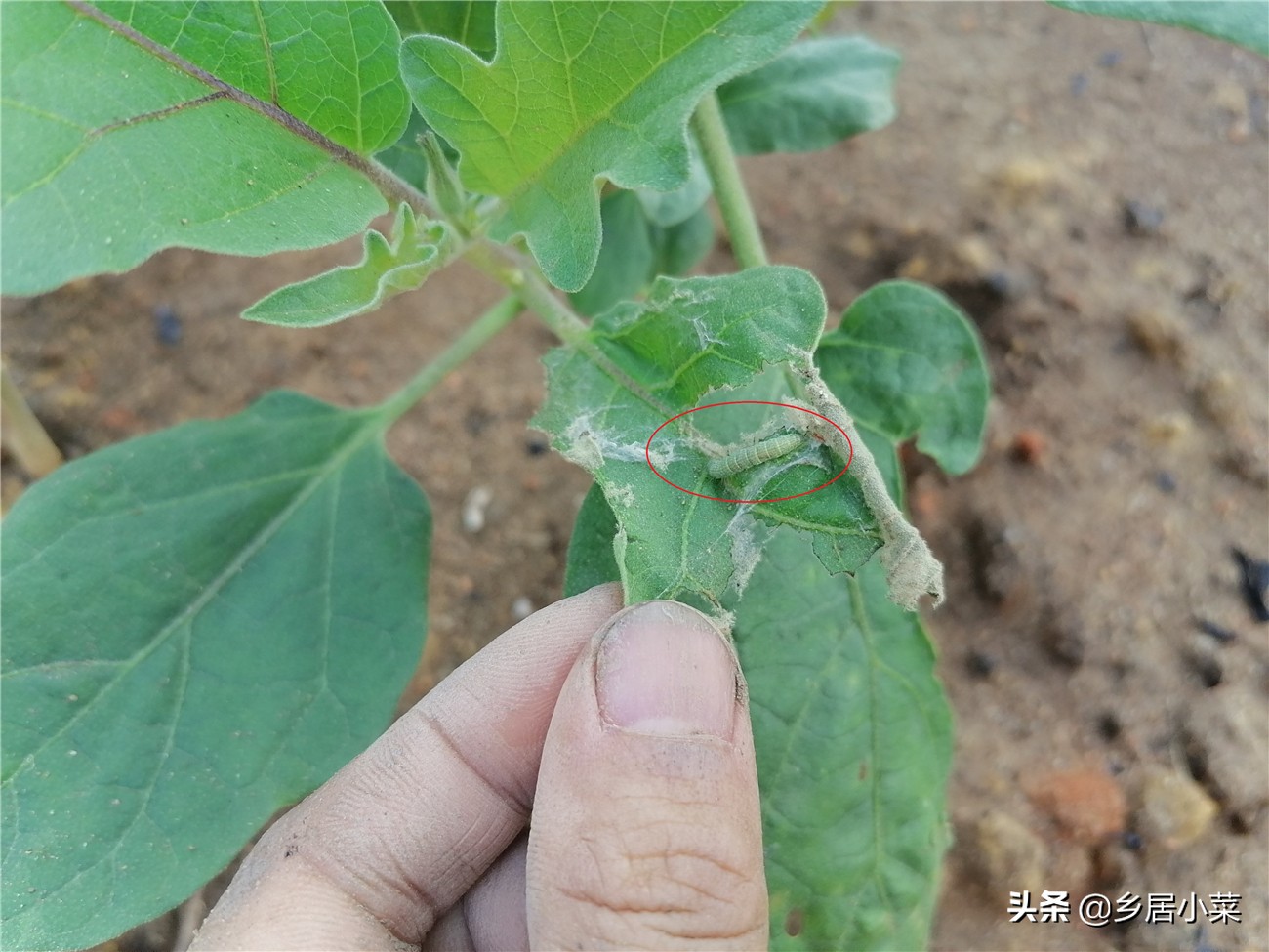 茄子叶片有小虫,茄子卷叶的原因有什么解决方法