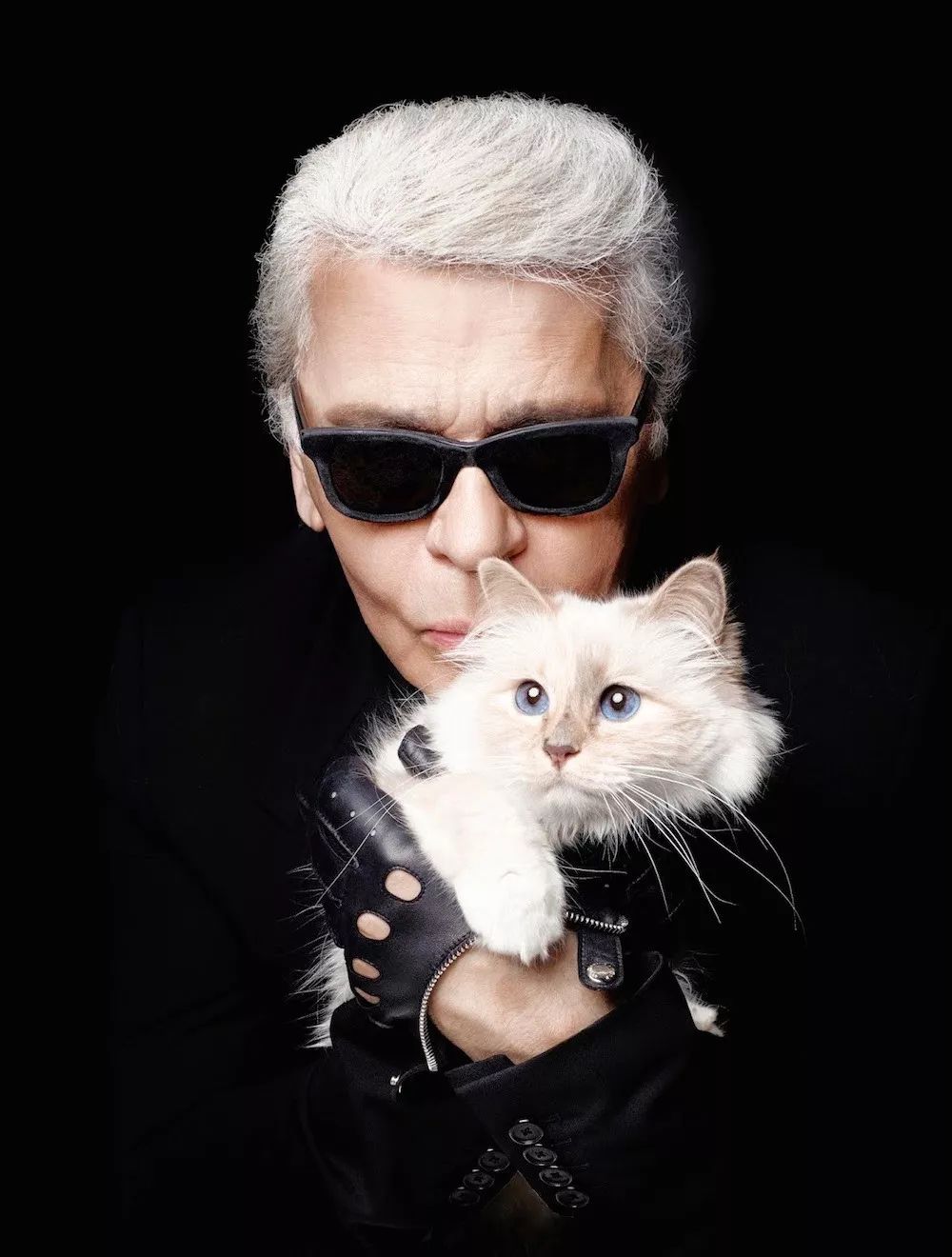 21亿遗产的猫现在怎么样了,失踪多年的猫终于回来了