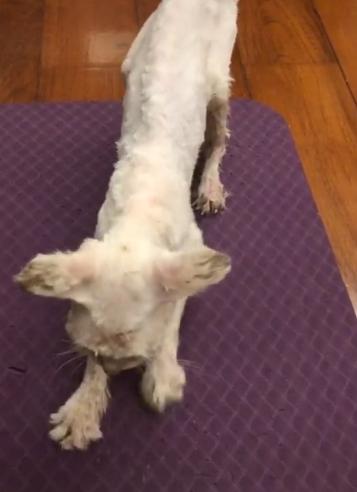 捡到只流浪猫对自己非常好怎么办,十天前捡到流浪猫现在怎么样了