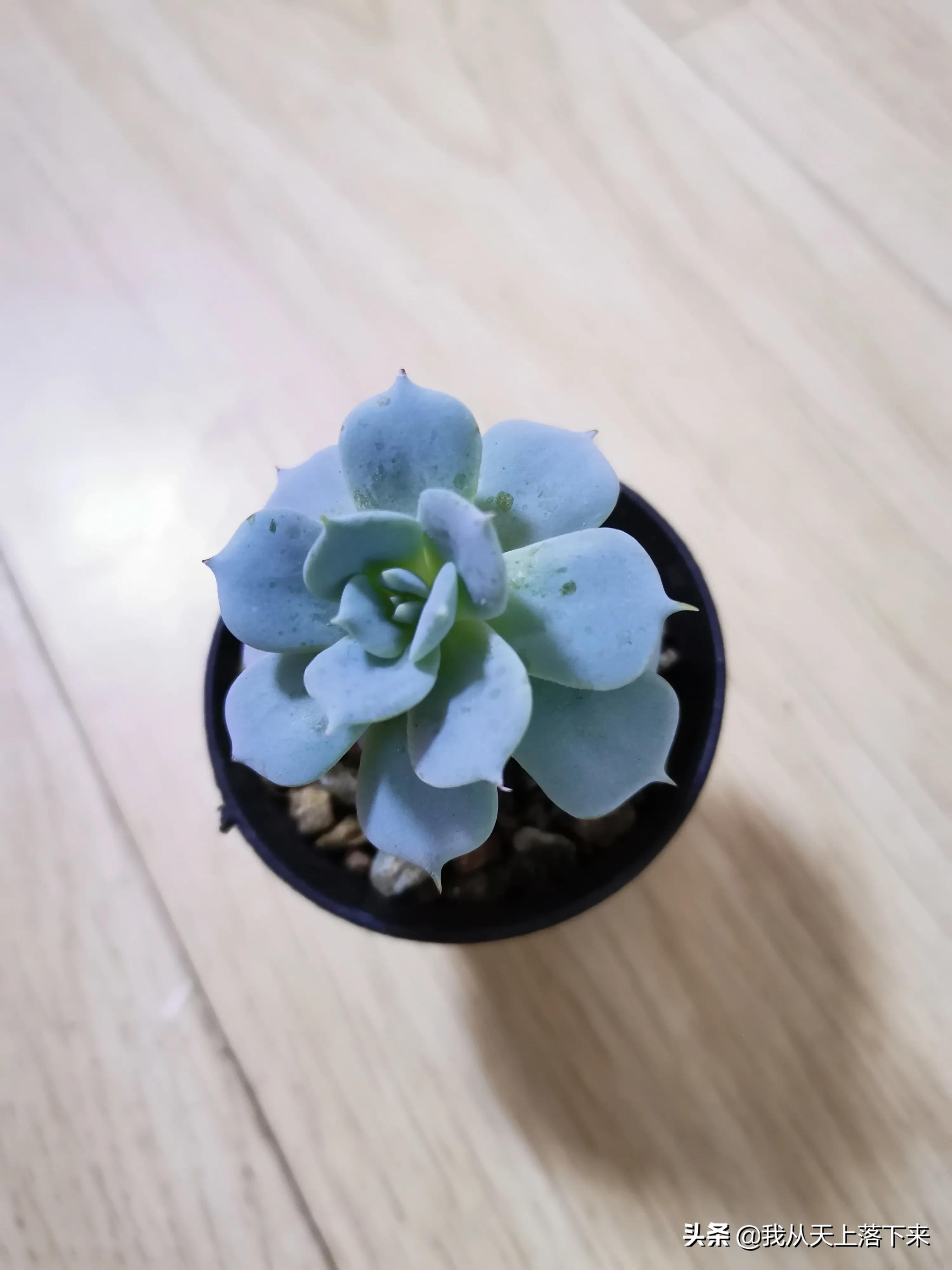 89种常见多肉植物品种图，实物拍摄，还不认识的小伙伴赶紧收藏好