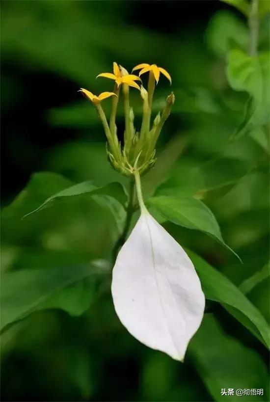 十种稀有长寿花,80个长寿花品种全都美极了