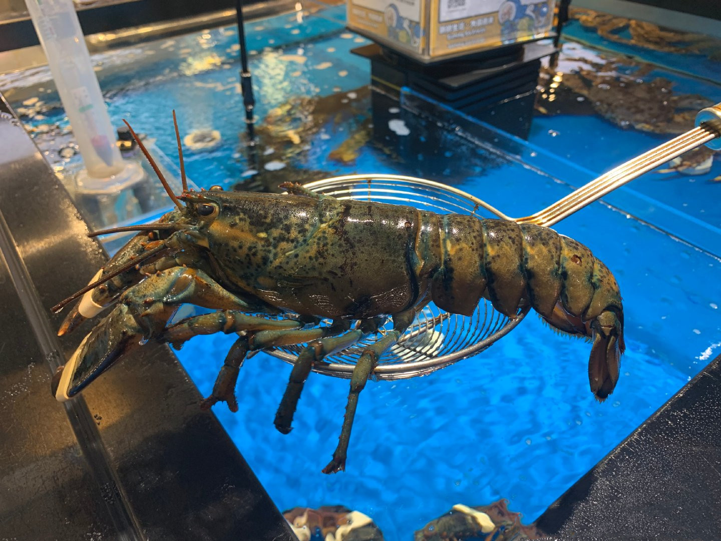 500元买两只大龙虾做秘制小海鲜,买一只大龙虾回来做麻辣大龙虾