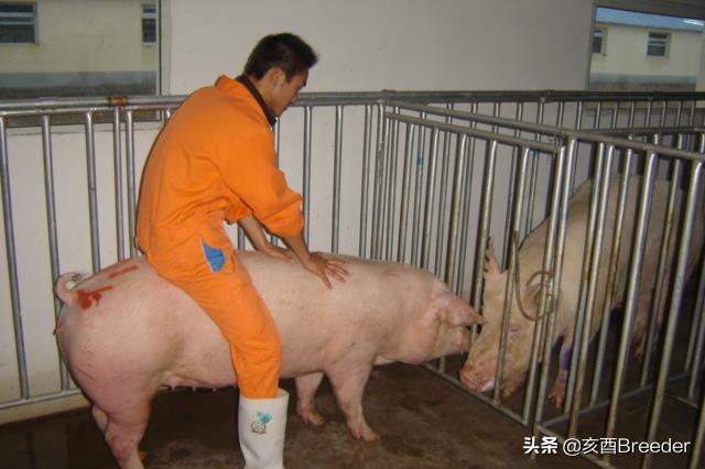 母猪发情鉴定及最佳配种时间判断，养母猪必会发情鉴定和适时配种