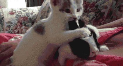 摸一摸就能怀孕？这真的不是都市传说