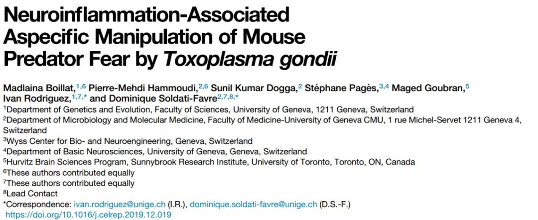 老鼠怕猫吗科学实验,什么老鼠不怕猫脑筋急转弯