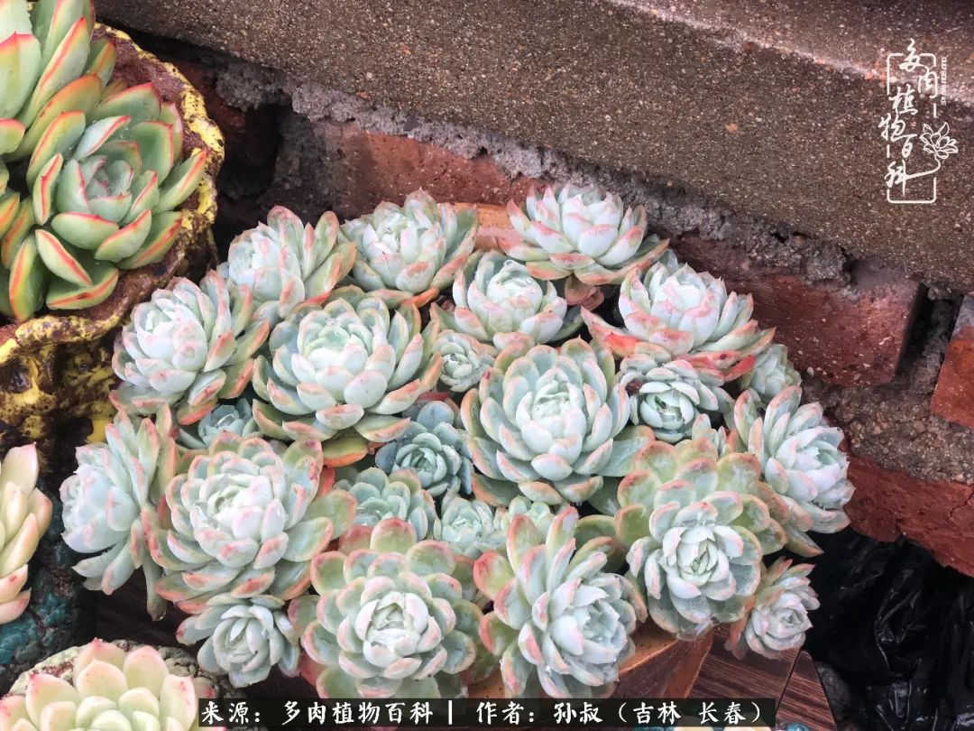与多肉一起成长,与多肉相伴