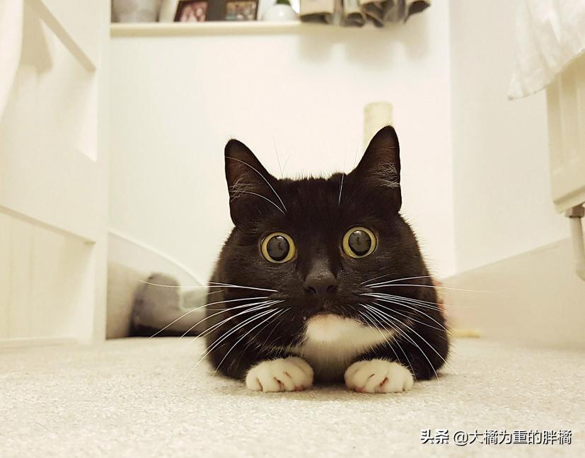 猫咪夹夹子是什么原因,猫咪夹尾巴什么意思