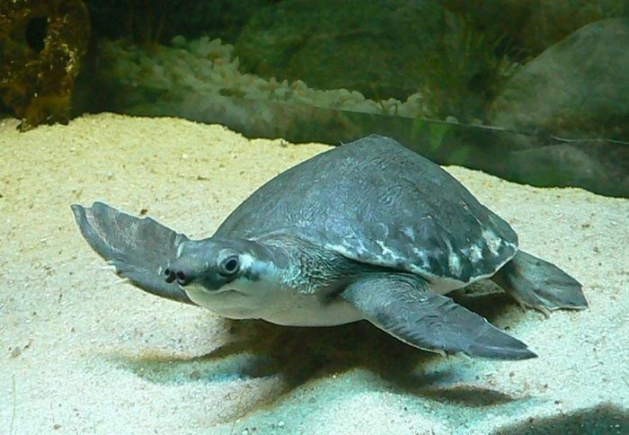 淡水河一霸!什么才算猪鼻龟的完美生活?