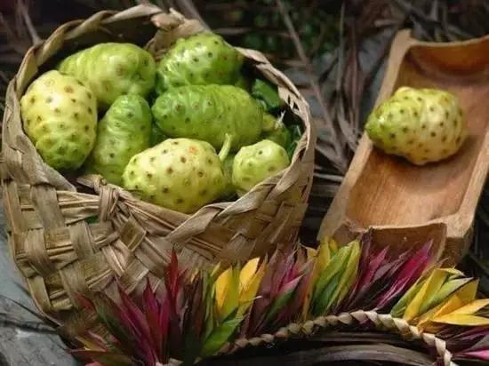 诺丽果对失眠的作用,诺丽果对睡眠有帮助吗