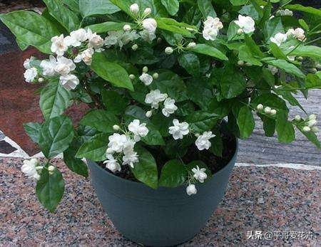 快死的发财树如何救活,如何拯救快死的发财树