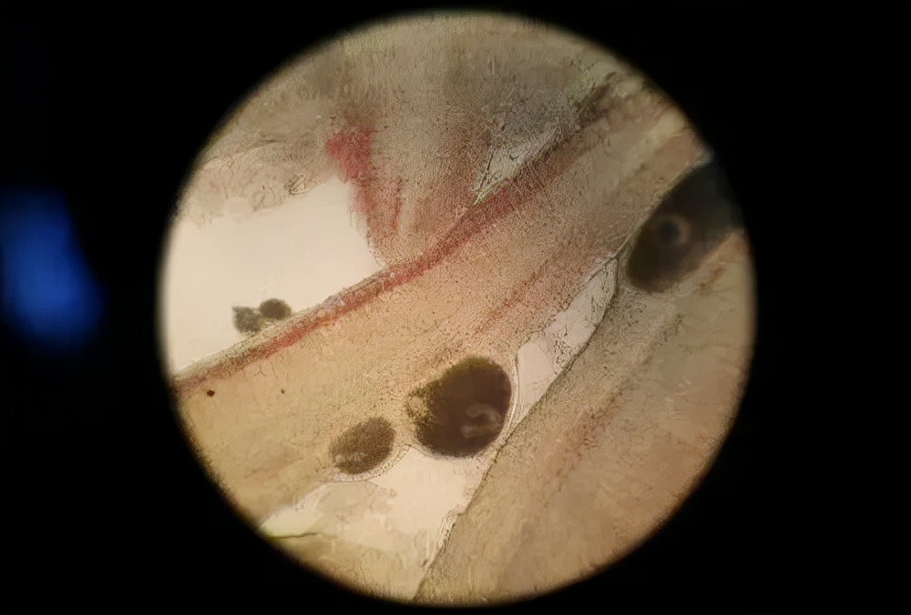 防止小瓜虫最好的方法,小瓜虫高发期怎么治