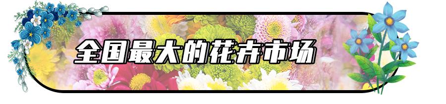 广州最大的花卉市场有哪些店,广州最便宜的花卉交易市场