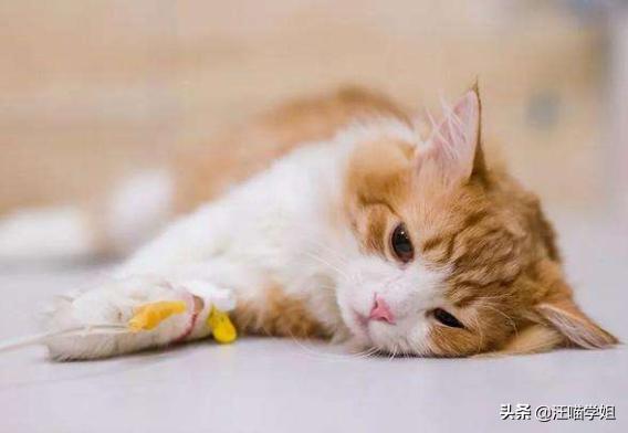 猫咪呕吐导致叠肠,猫咪频繁呕吐应该如何治疗