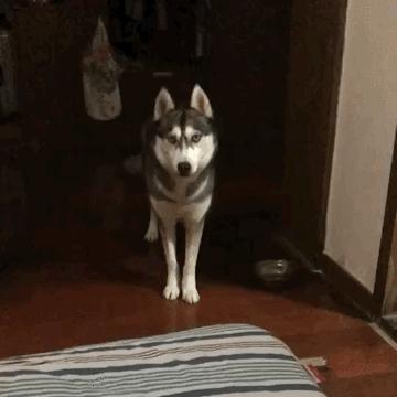 什么样才算纯种狗？纯种狗是怎么培育出来的？