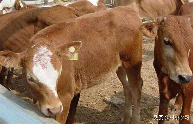 农村养牛赚钱思路养好牛,养牛致富的4个小妙招视频