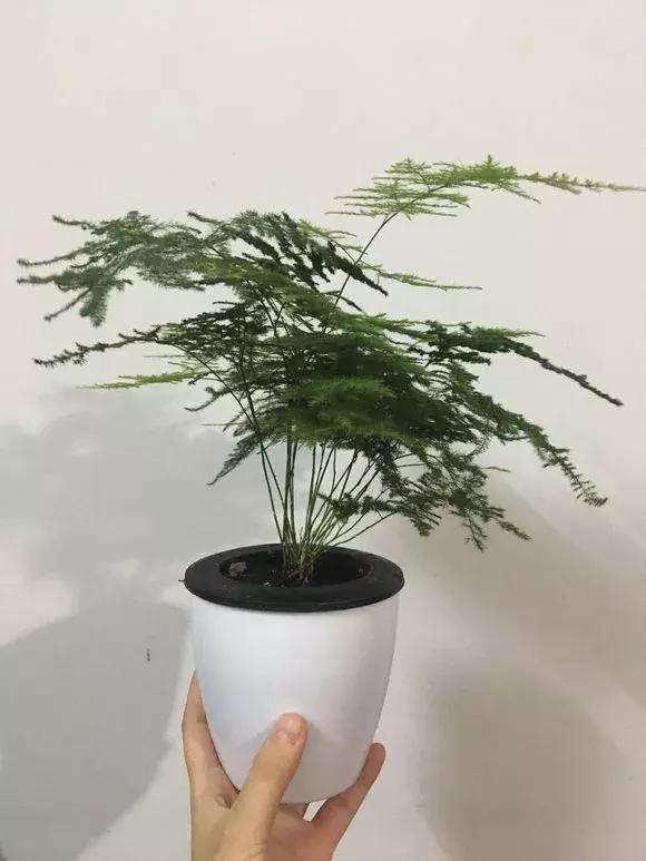 适合卧室养的助眠花,冬季助眠好养的花