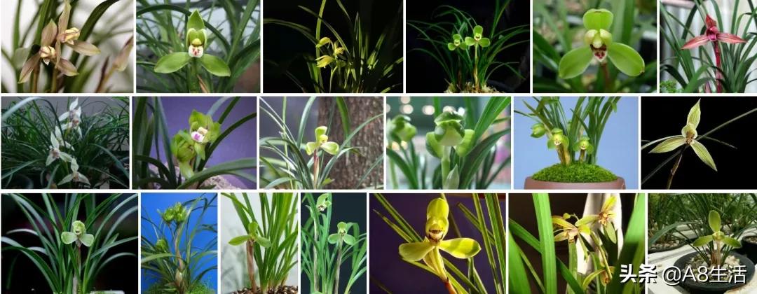 中国兰花名品录,春兰兰花名品大全