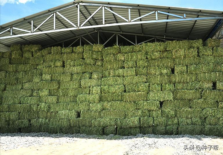 一亩地的牧草大概能养多少头牛羊,养牛牧草高丹草