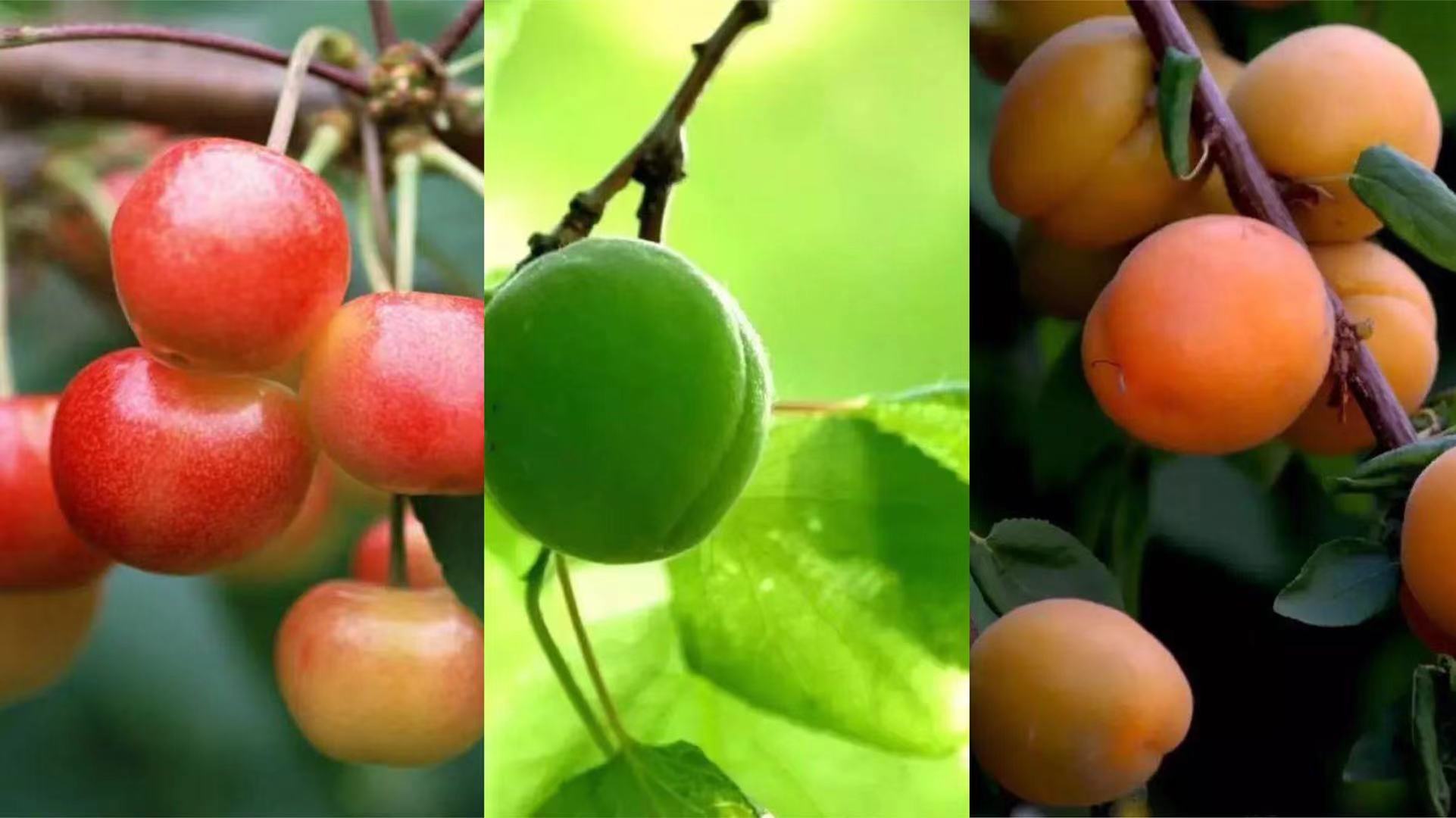 二十四节气立夏ppt课件免费,二十四节气立夏视频