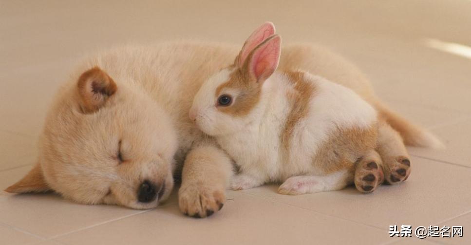 狗狗最可爱的名字都是什么,狗狗叫什么名字好听可爱霸气公狗