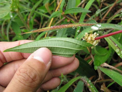 名字叫“糯米团”的是一种什么样的植物？