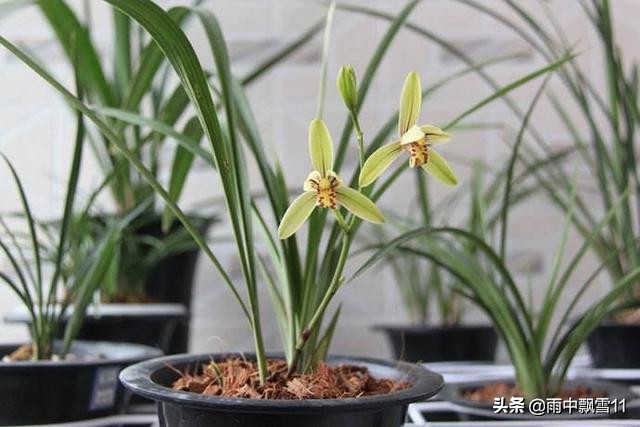 阳台养兰花怎么过夏天,新手养兰选择什么品种的兰花好