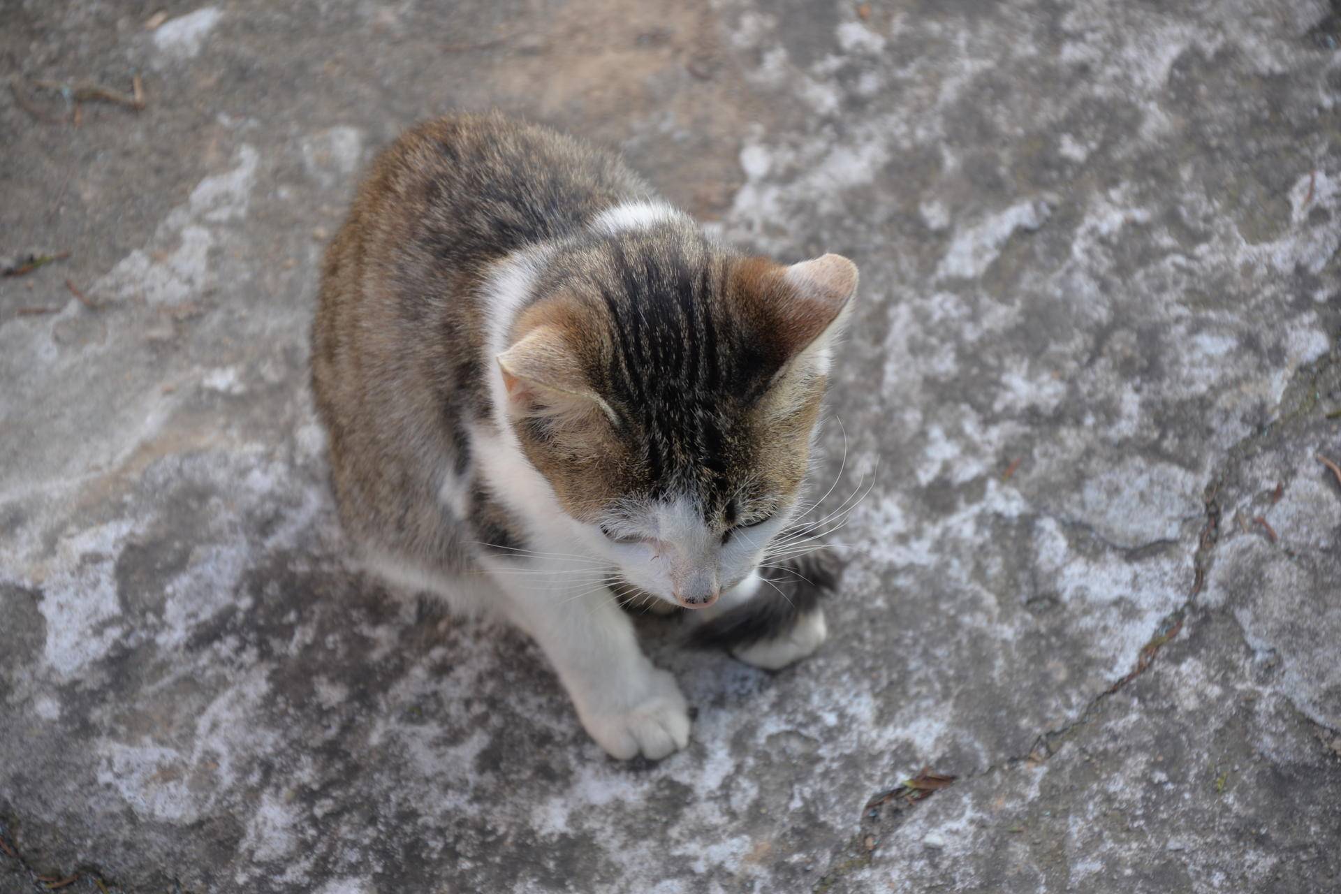 尼康d610值得入手吗,尼康d610好还是d600好