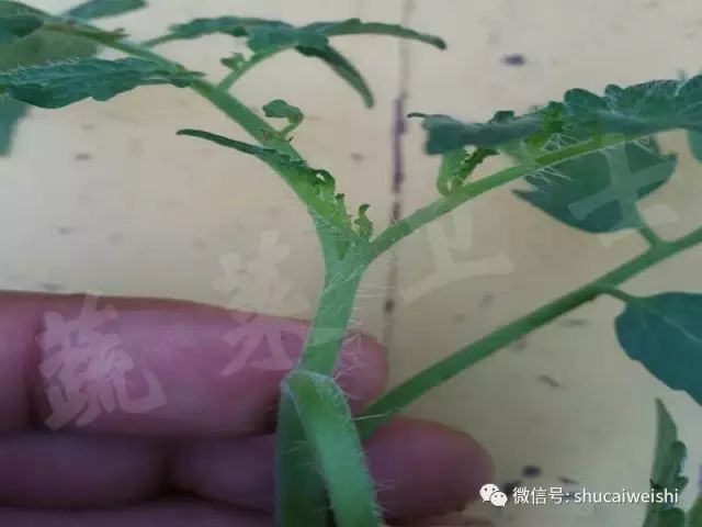 蔬菜药害怎样解药,蔬菜发生药害时如何解决