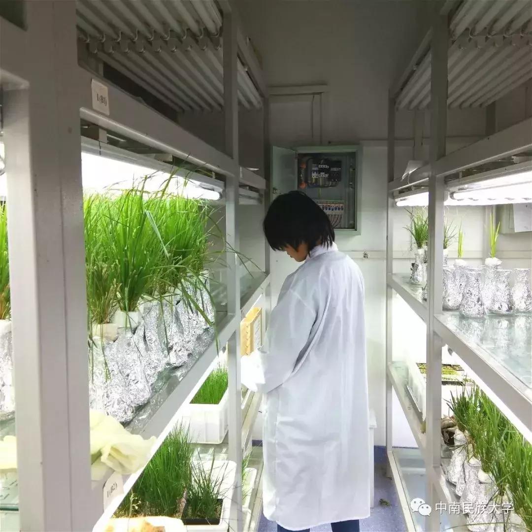 高考志愿填报中南大学,为啥高考志愿倾向报本省