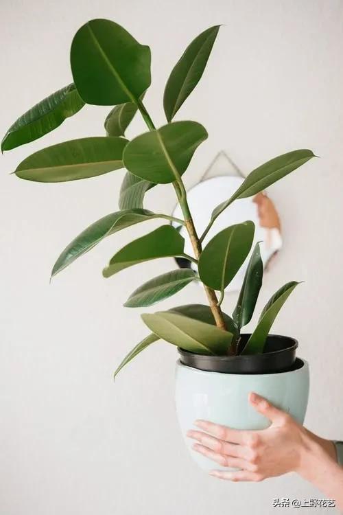 黑金刚橡皮树榕树,黑金刚橡皮榕盆栽怎么养