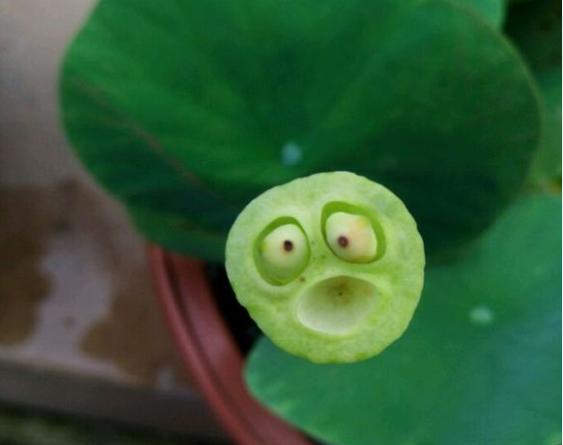 碗莲结了莲蓬怎样养?搞清楚这几点,花后养护更简单