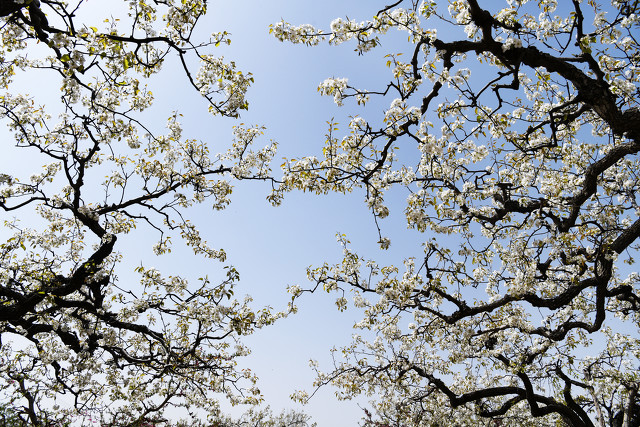 梨花似雪,伊人如梦
