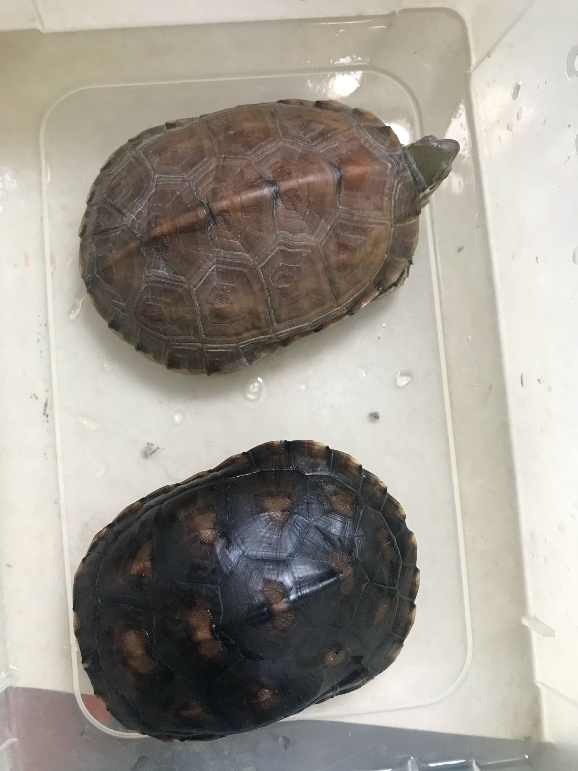 深水养龟溺水症状,乌龟溺水急救案例养龟必看