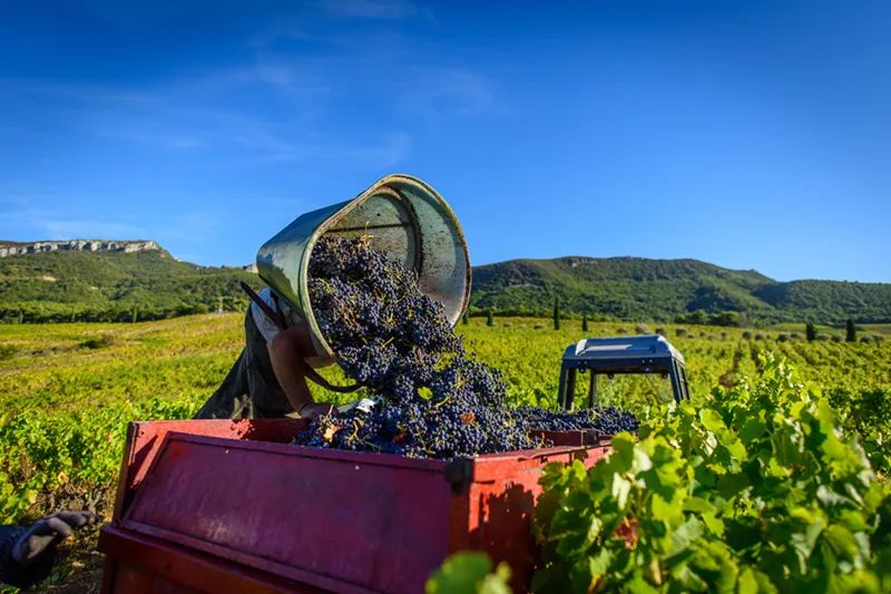半甜型葡萄酒酿造过程,欧洲葡萄酒的酿造过程