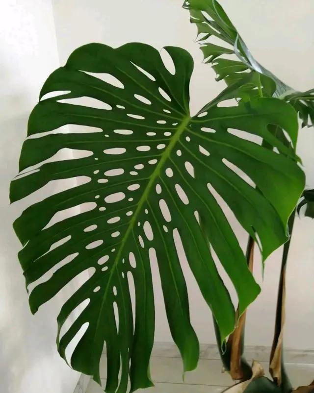 养花除甲醛最快的方法,屋内养花能吸甲醛吗