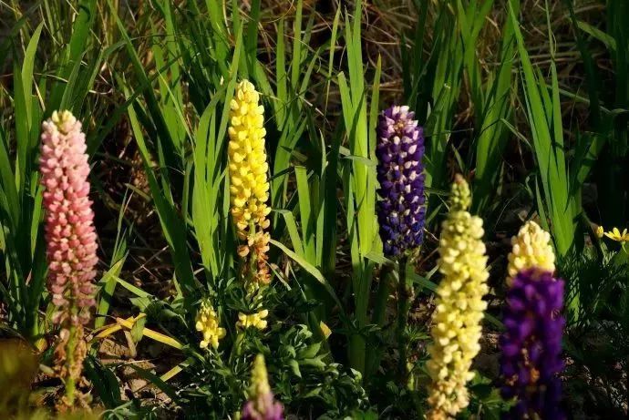 看到花的时候，不知是什么花？那就收下这份百花图谱