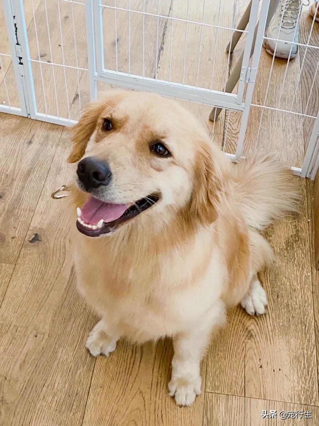 这家宠物快闪集市，怎么拍都好看，学会用宠物视角看世界